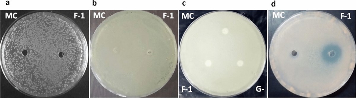 microbialcellfactories.biomedcentral.com