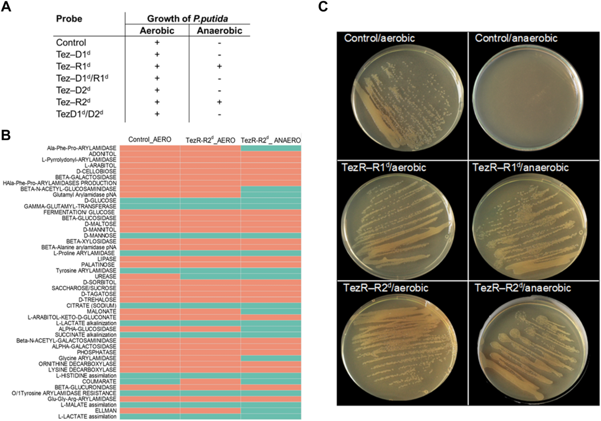 Novel prokaryotic system employing previously unknown nucleic 