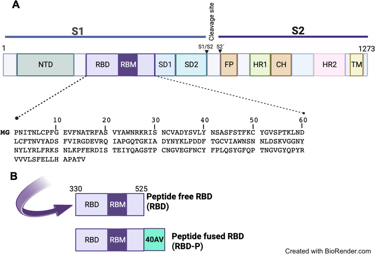 Oral administration of a recombinant modified RBD antigen of SARS-CoV-2 as  a possible immunostimulant for the care of COVID-19 | Microbial Cell  Factories | Springer Nature Link