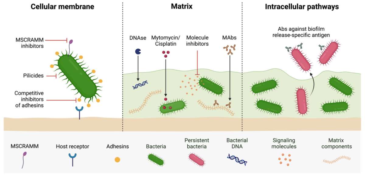 glutathione biofilm The glutathione pathway is required for biofilm formation in Acinetobacter  baumannii