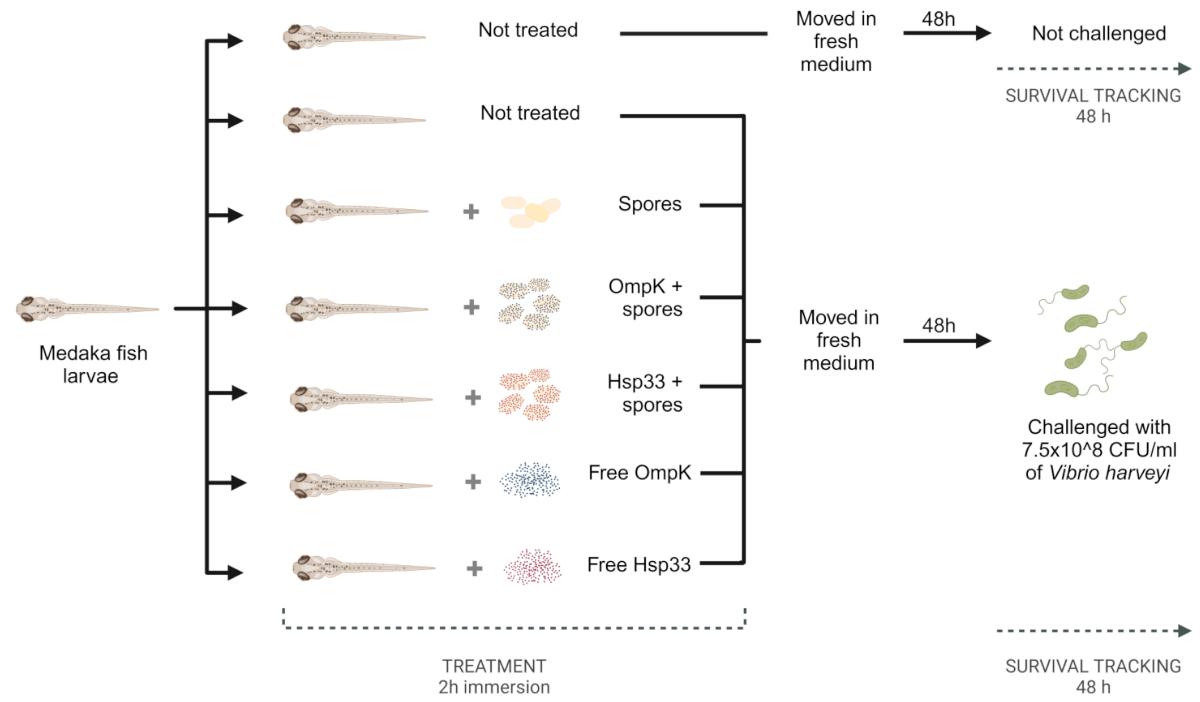Probiotic spore-based antigen delivery: a novel oral vaccine strategy  against Vibrio infections in aquaculture | Microbial Cell Factories