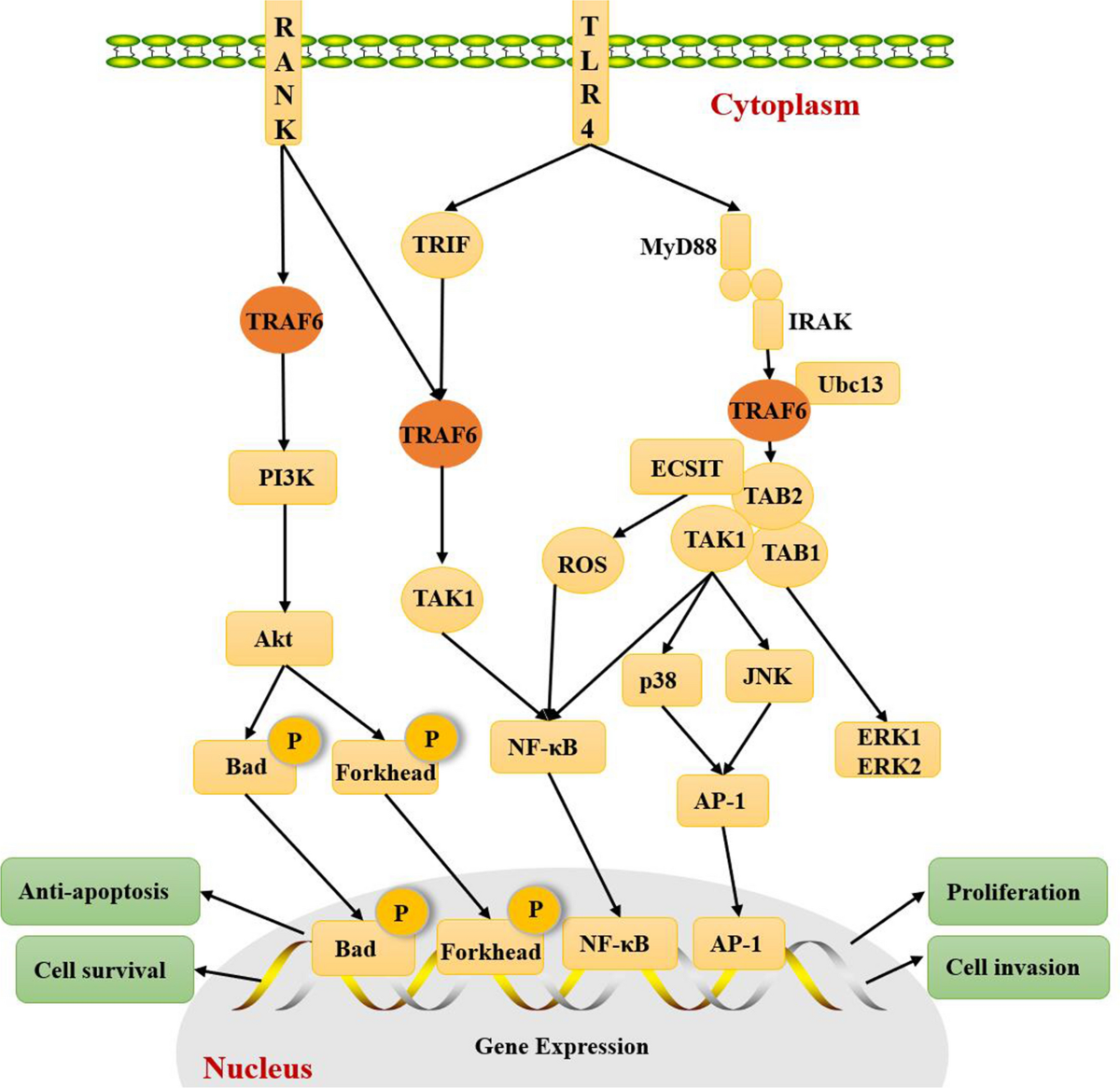 cd40 traf6