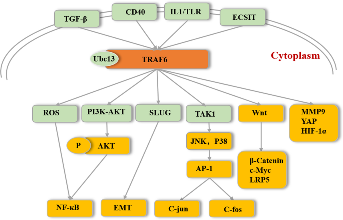 cd40 traf6