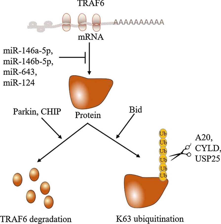 traf6
