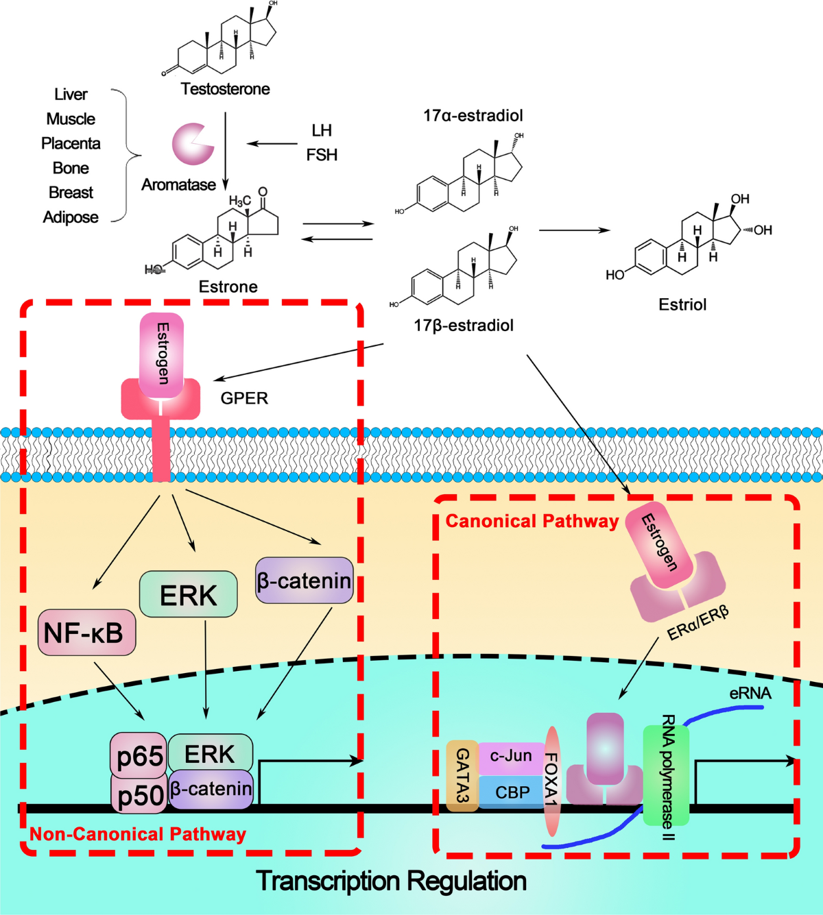 The race to develop oral SERDs and other novel estrogen receptor  inhibitors: recent clinical trial results and impact on treatment options |  Cancer and Metastasis Reviews, image size:1200x1335