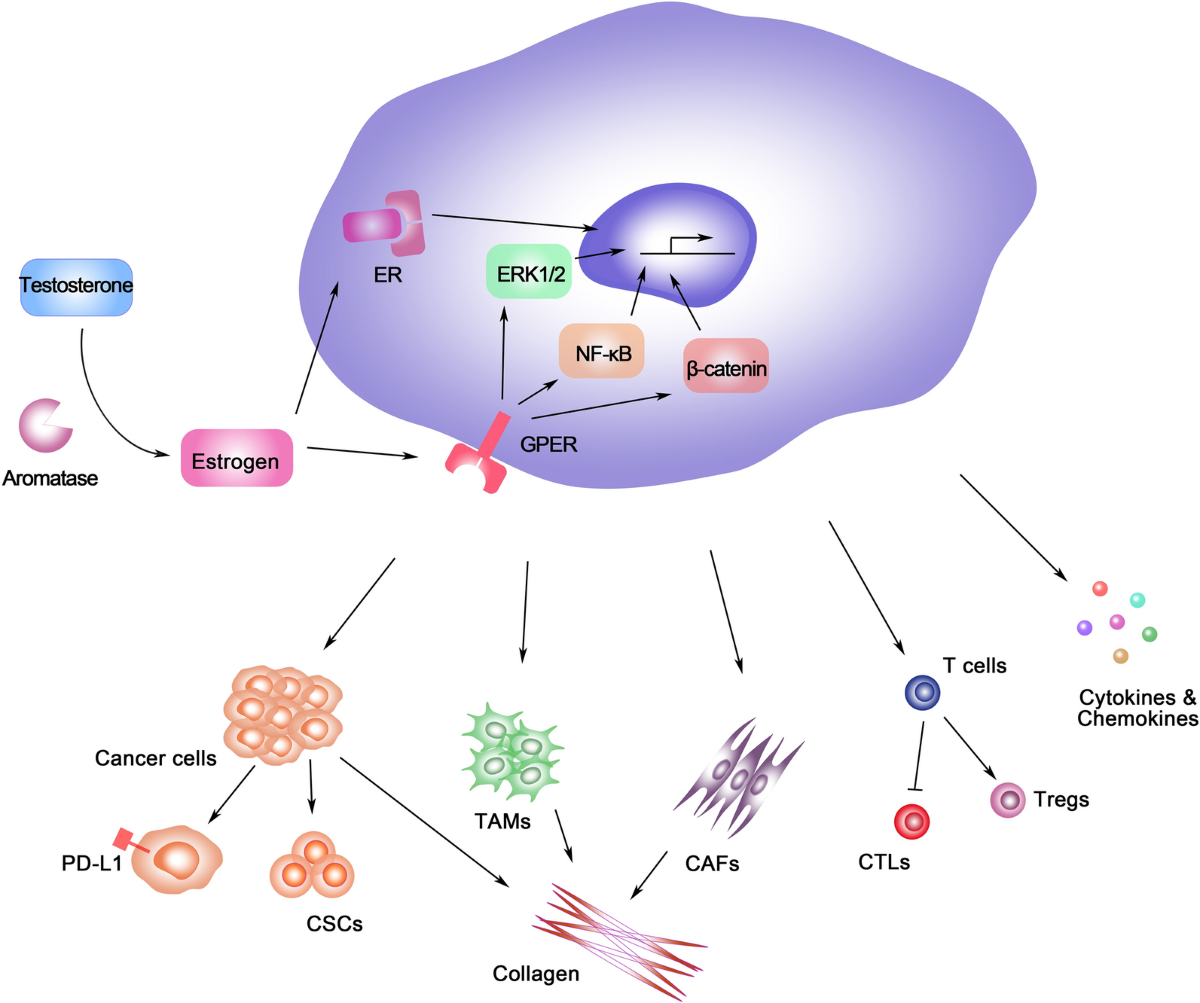 Estrogen receptor α in T cells suppresses follicular helper T cell  responses and prevents autoimmunity | Experimental \u0026 Molecular Medicine, image size:1200x1003