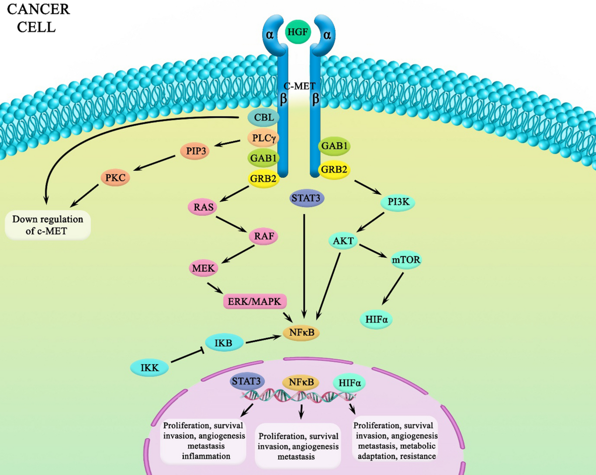 foxo4-dri peptide senolytic 2023 study Molecular modelling of the FOXO4-TP53 interaction to design senolytic peptides for the elimination of senescent cancer cells foxo4-dri peptide senolytic 2023 study Molecular modelling of the FOXO4-TP53 interaction to design senolytic peptides for the elimination of senescent cancer cells