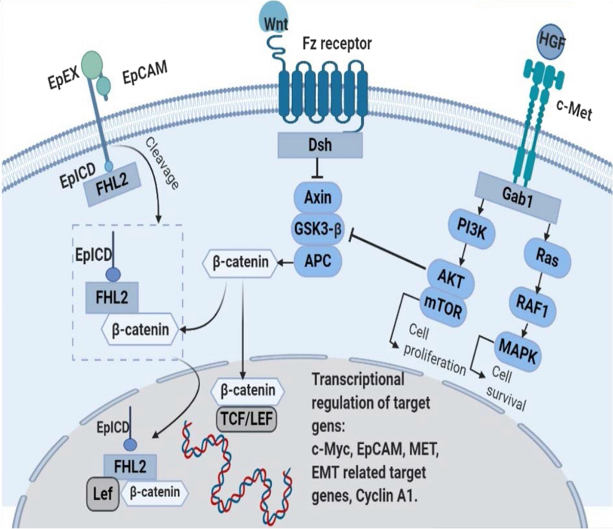 Anti-cancer therapeutic strategies based on HGF/MET, EpCAM, and  tumor-stromal cross talk | Cancer Cell International | Springer Nature Link