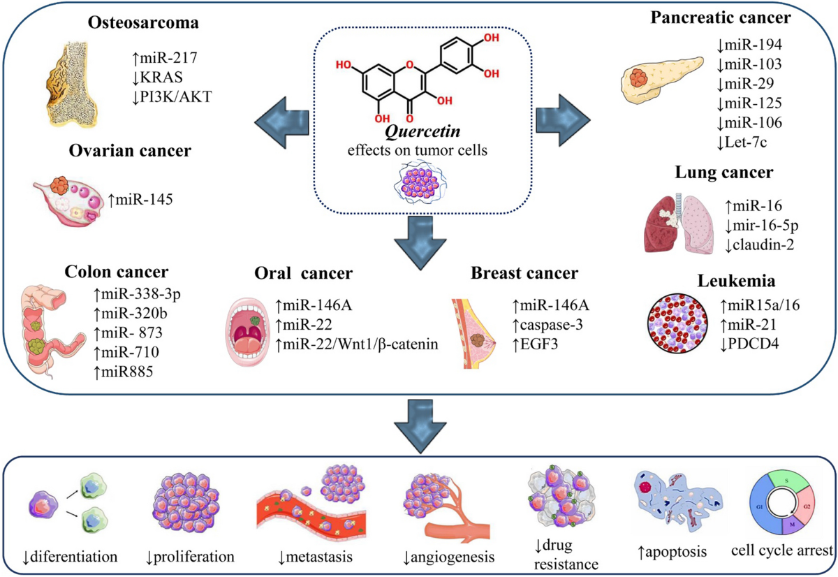 Potential mechanisms of quercetin in cancer prevention: focus on cellular  and molecular targets | Cancer Cell International | Full Text