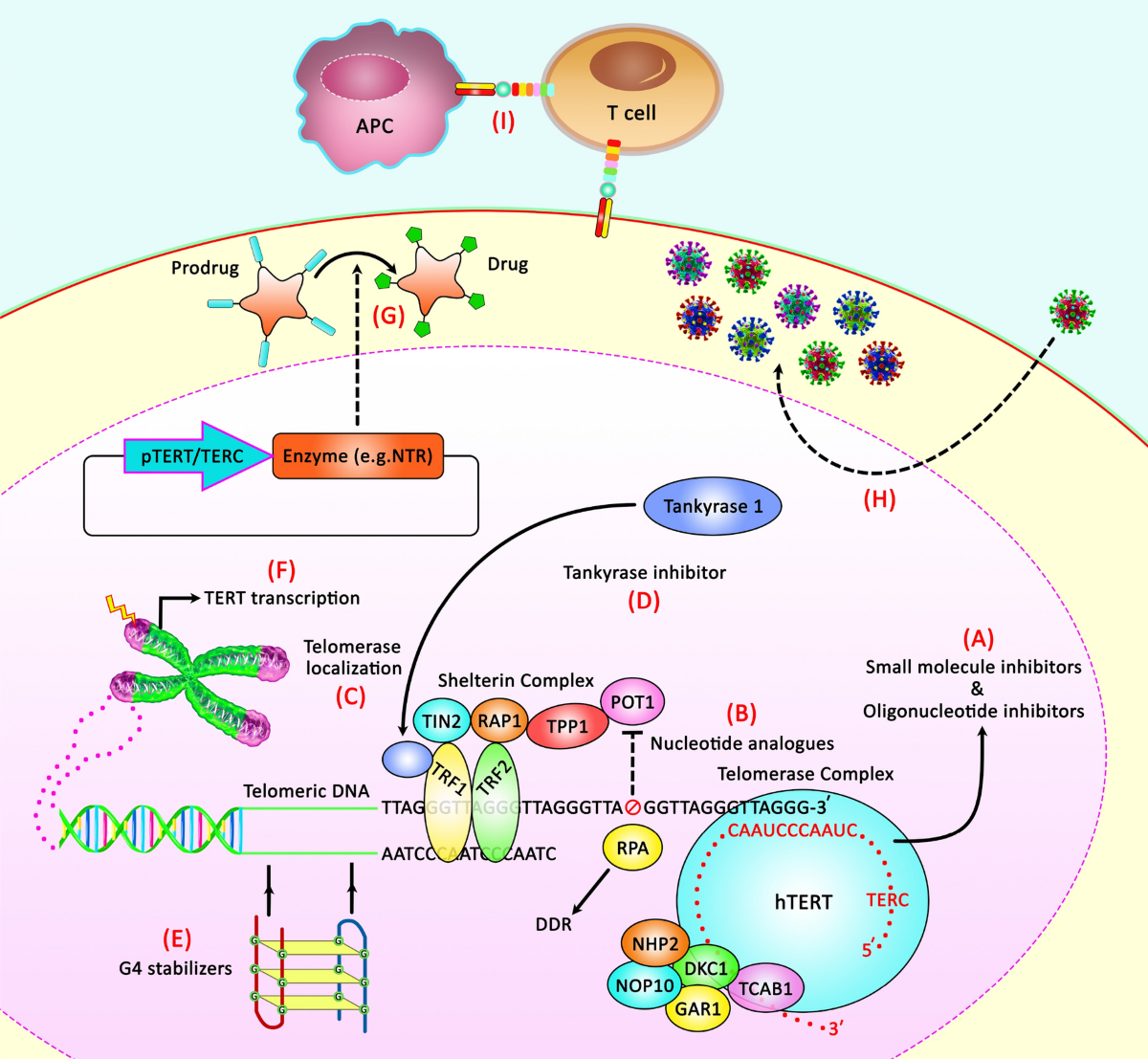Hormonal regulation of telomerase activity and hTERT expression in  steroid-regulated tissues and cancer | Cancer Cell International