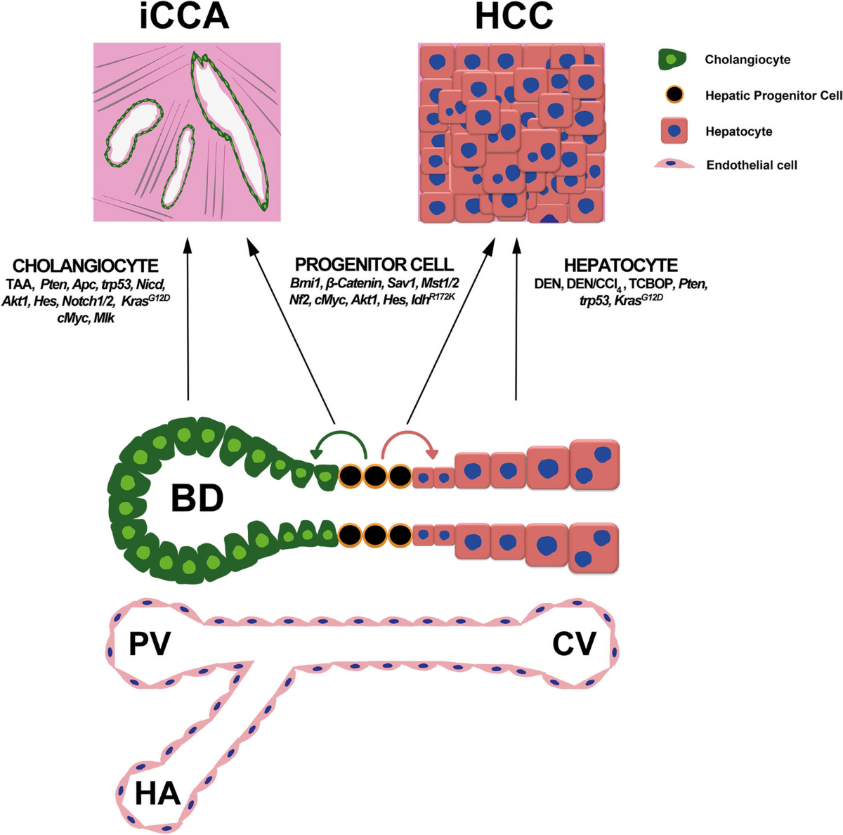 Liver cancer illustration Stock Vector Images - Page 2 - Alamy, image size:1200x1188