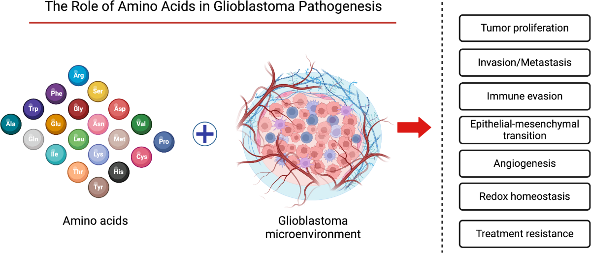 Amino acid metabolism in glioblastoma pathogenesis, immune evasion, and treatment resistance | Cancer Cell International