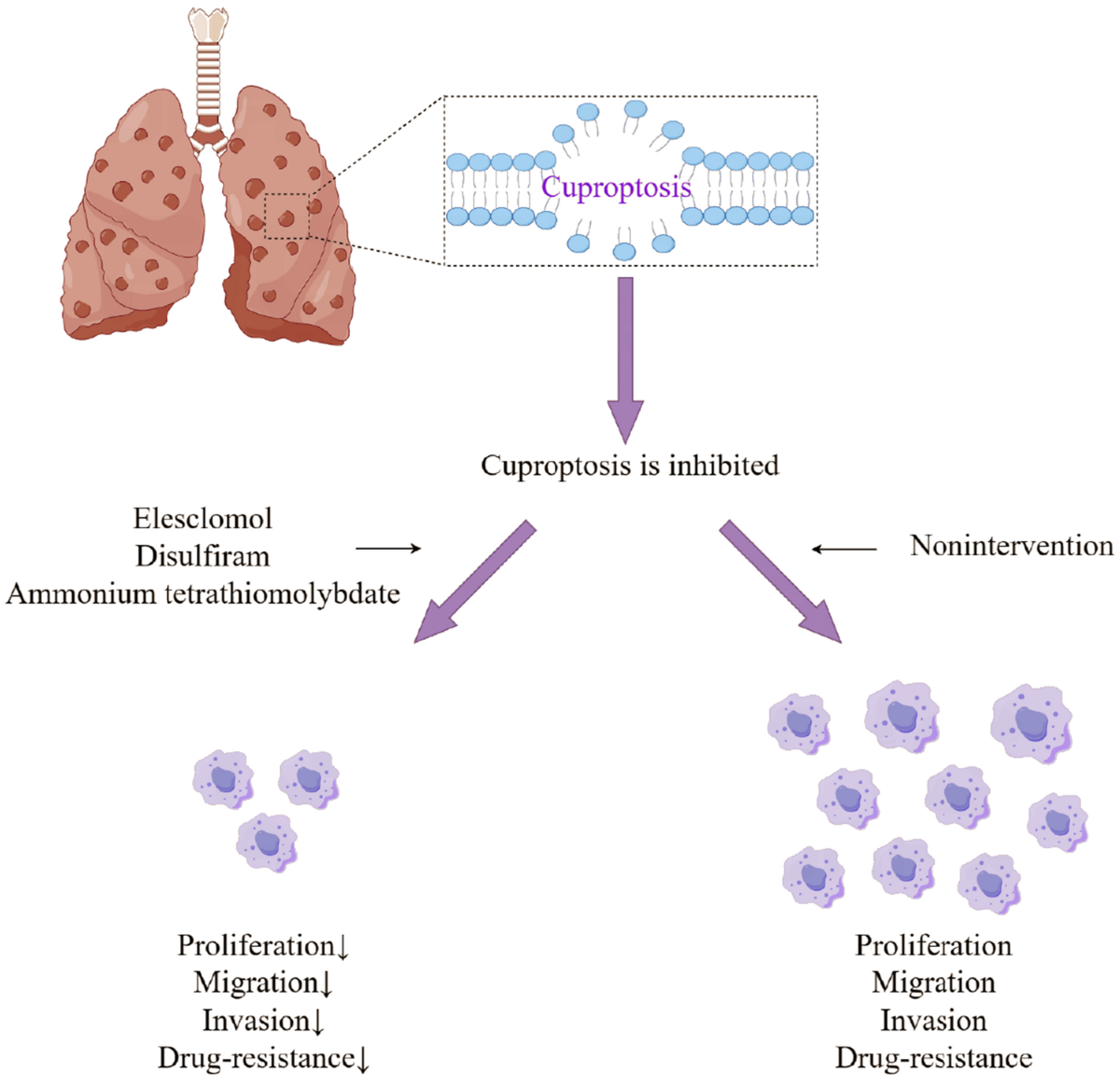 l carnitine intramuscular injection l carnitine injection subq or im Subcutaneous Injection Sites and  Instructions for Safe Self-Administration