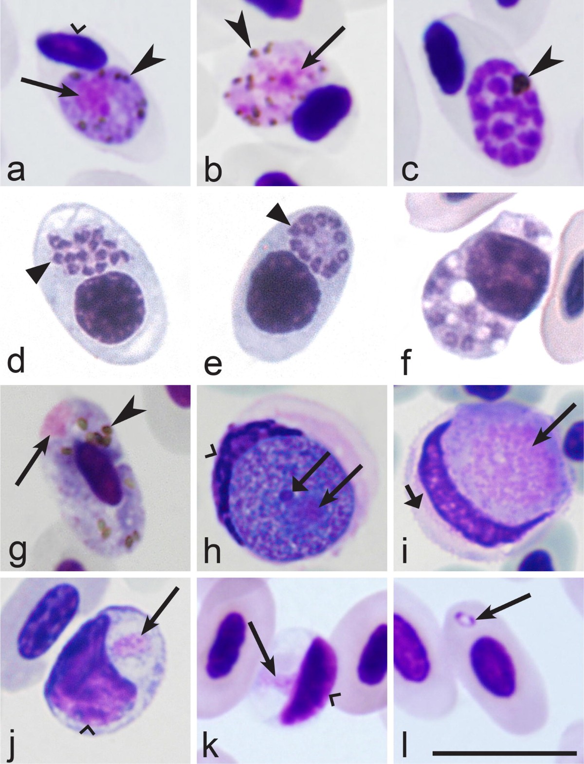 Keys to the avian malaria parasites | Malaria Journal | Full Text