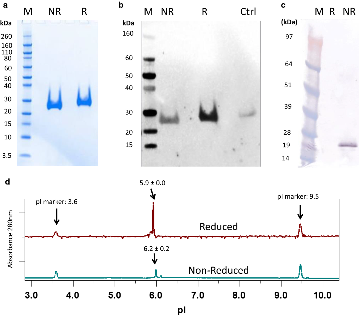 The Pfs230 N-terminal fragment, Pfs230D1+: expression and characterization  of a potential malaria transmission-blocking vaccine candidate | Malaria  Journal | Springer Nature Link