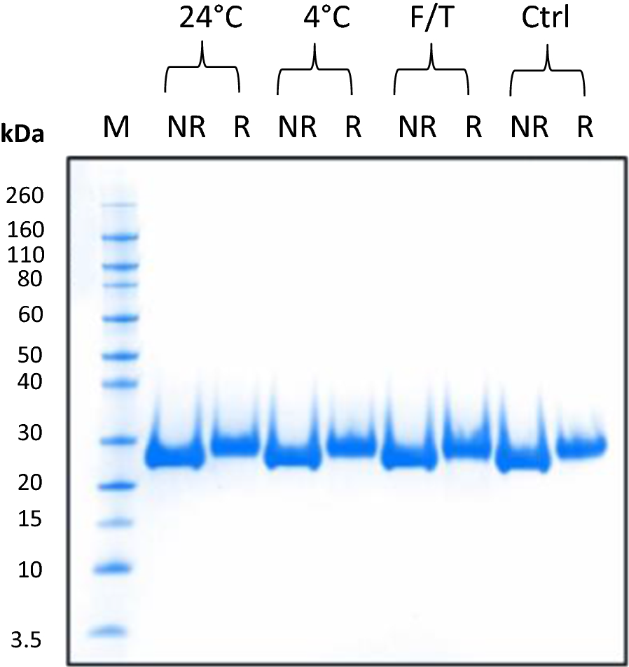 The Pfs230 N-terminal fragment, Pfs230D1+: expression and characterization  of a potential malaria transmission-blocking vaccine candidate | Malaria  Journal | Springer Nature Link