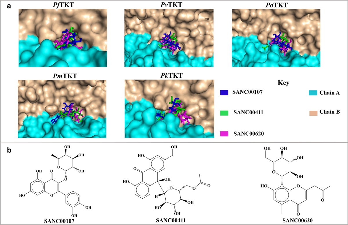 Characterisation of plasmodial transketolases and identification of  potential inhibitors: an in silico study | Malaria Journal | Springer  Nature Link
