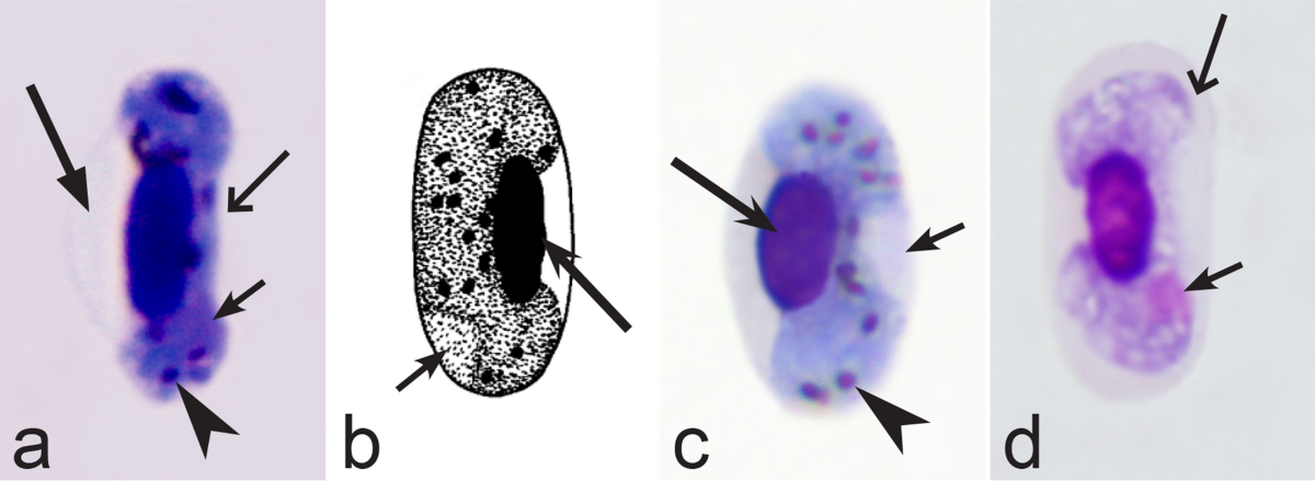 Keys to the avian Haemoproteus parasites (Haemosporida, Haemoproteidae) | Malaria Journal | Full Text