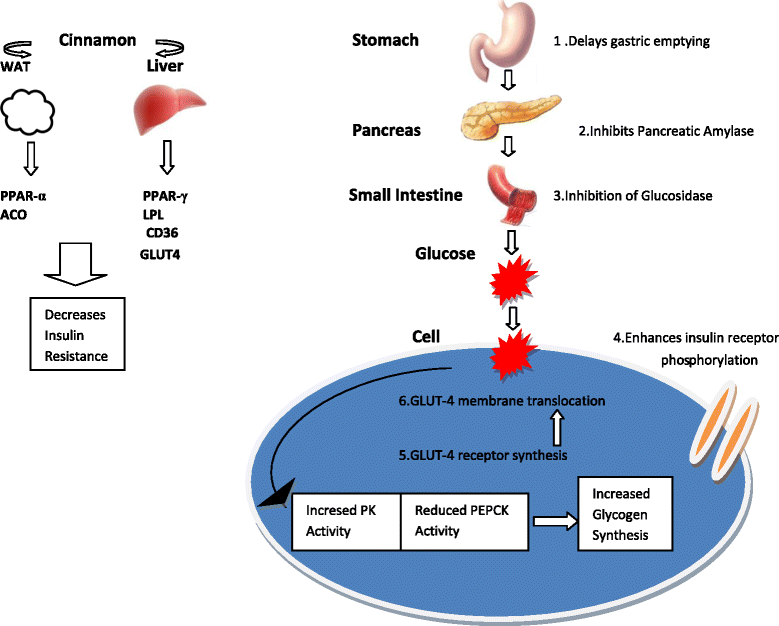 does cinnamon increase glp 1 The glycaemic outcomes of Cinnamon, a review of the experimental evidence  and clinical trials | Nutrition Journal