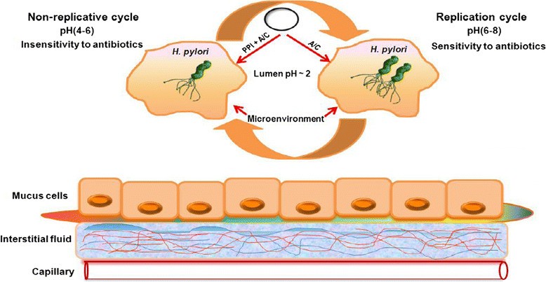 Antimicrobial activity of natural products against Helicobacter pylori: a  review | Annals of Clinical Microbiology and Antimicrobials | Springer  Nature Link