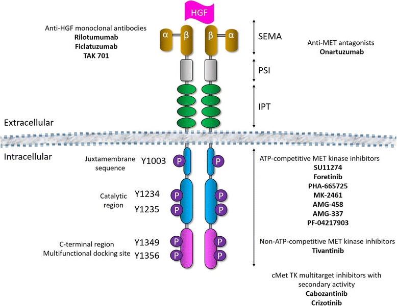 Role of the HGF/c-MET tyrosine kinase inhibitors in metastasic melanoma |  Molecular Cancer | Springer Nature Link