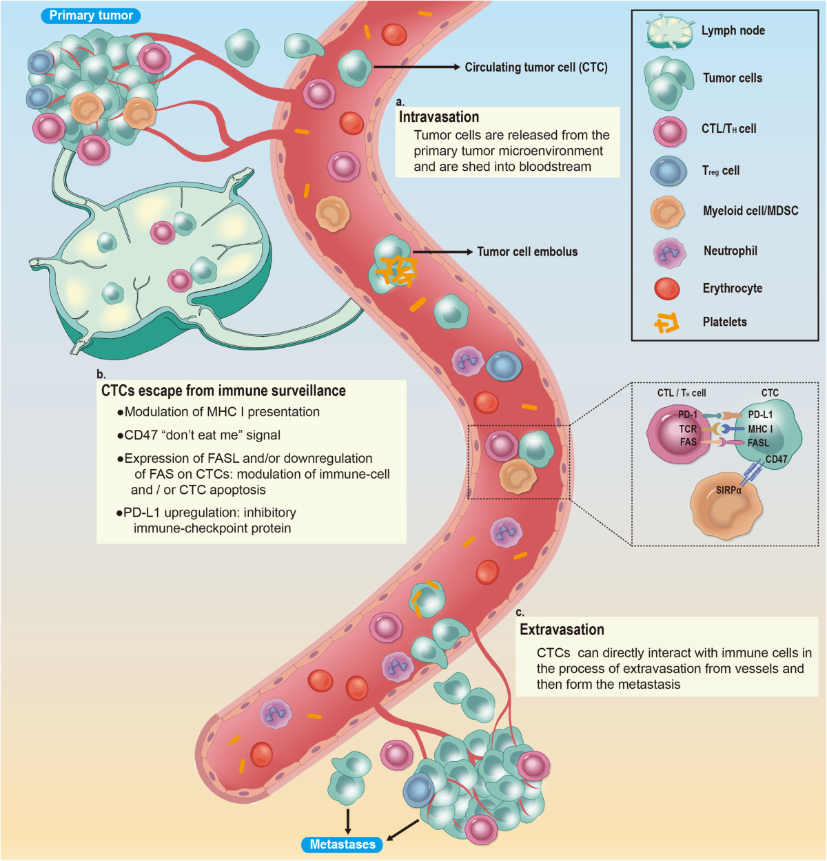 Circulating tumor cells in cancer patients: developments and clinical applications for immunotherapy | Molecular Cancer | Full Text