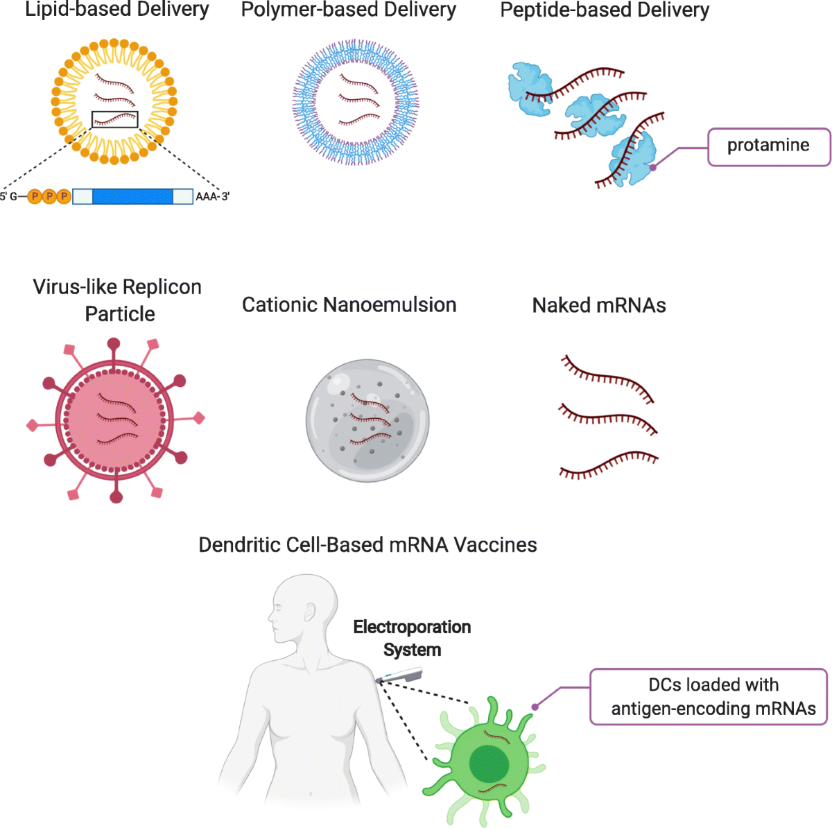 mRNA vaccine: a potential therapeutic strategy | Molecular Cancer | Full  Text