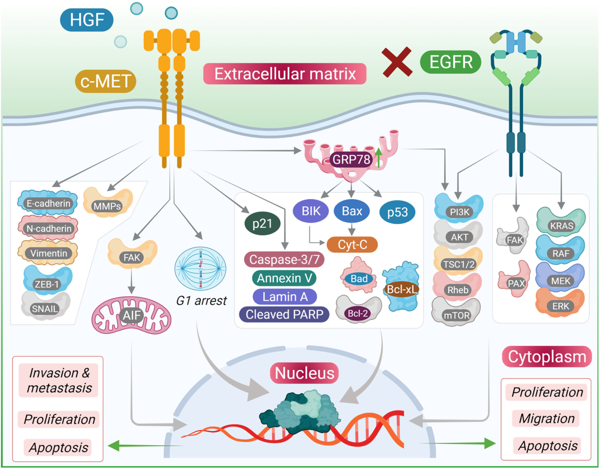 ghk-cu naturally occurring peptide GHK-Cu: The Peptide That Transforms Skin and Tissue Health  Calibrate IV