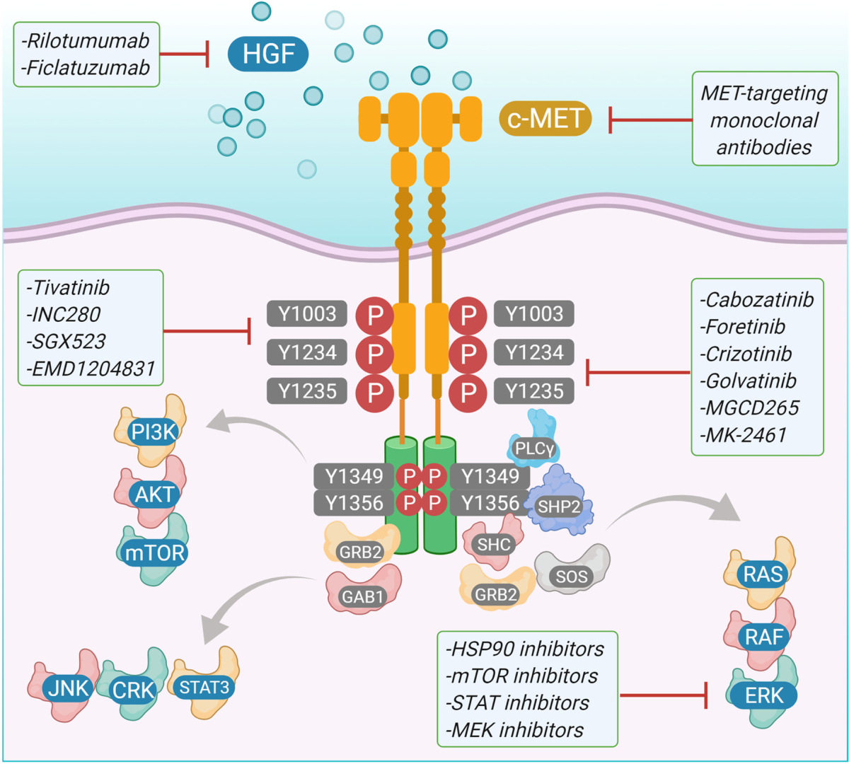 Molecular mechanism(s) of regulation(s) of c-MET/HGF signaling in head and  neck cancer | Molecular Cancer | Springer Nature Link