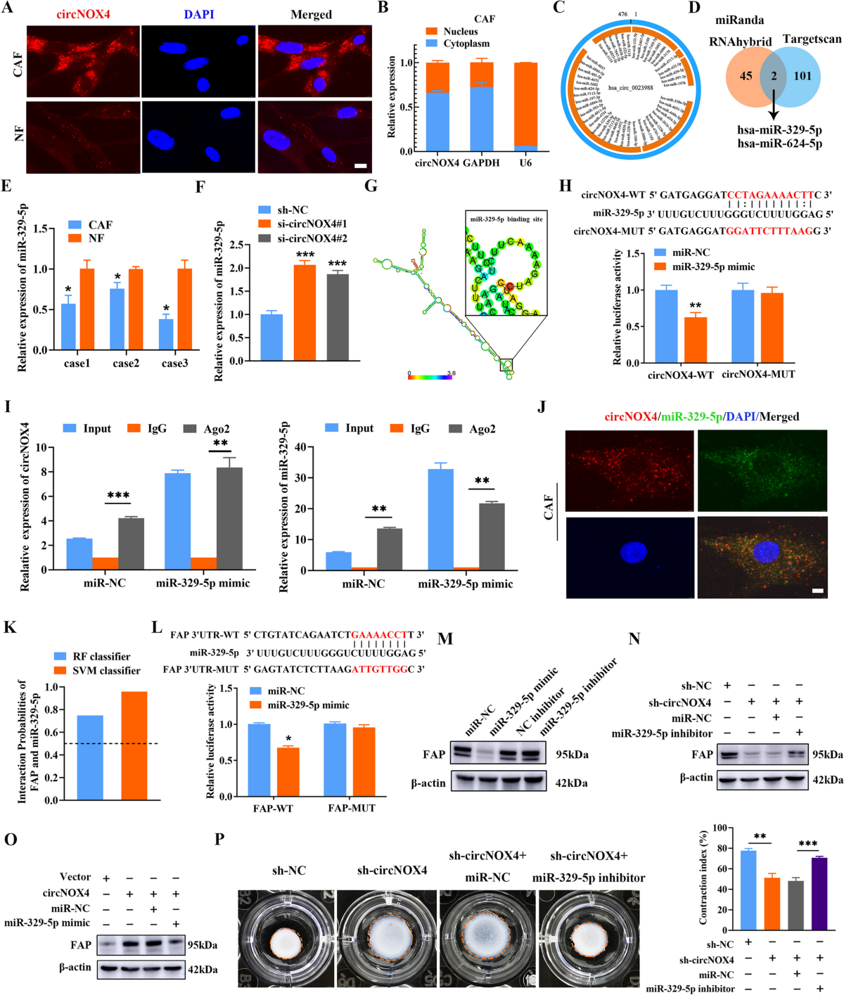 LS Models nude fap circNOX4 activates an inflammatory fibroblast niche to promote tumor growth  and metastasis in NSCLC via FAP/IL-6 axis | Molecular Cancer | Full Text