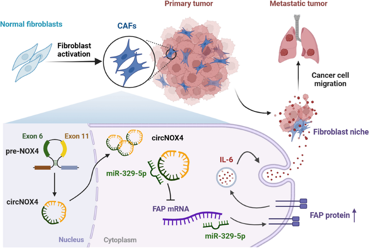 LS Models nude fap circNOX4 activates an inflammatory fibroblast niche to promote tumor growth  and metastasis in NSCLC via FAP/IL-6 axis | Molecular Cancer | Full Text