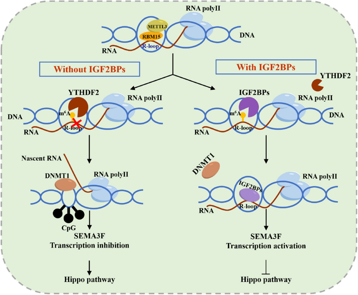 Co-transcriptional R-loops-mediated epigenetic regulation drives growth retardation and docetaxel chemosensitivity enhancement in advanced prostate cancer | Molecular Cancer | Full Text co-transcriptional-r-loops-mediated-epigenetic-regulation-drives-growth-retardation-and-docetaxel-chemosensitivity-enhancement-in-advanced-prostate-cancer-molecular-cancer-full-text