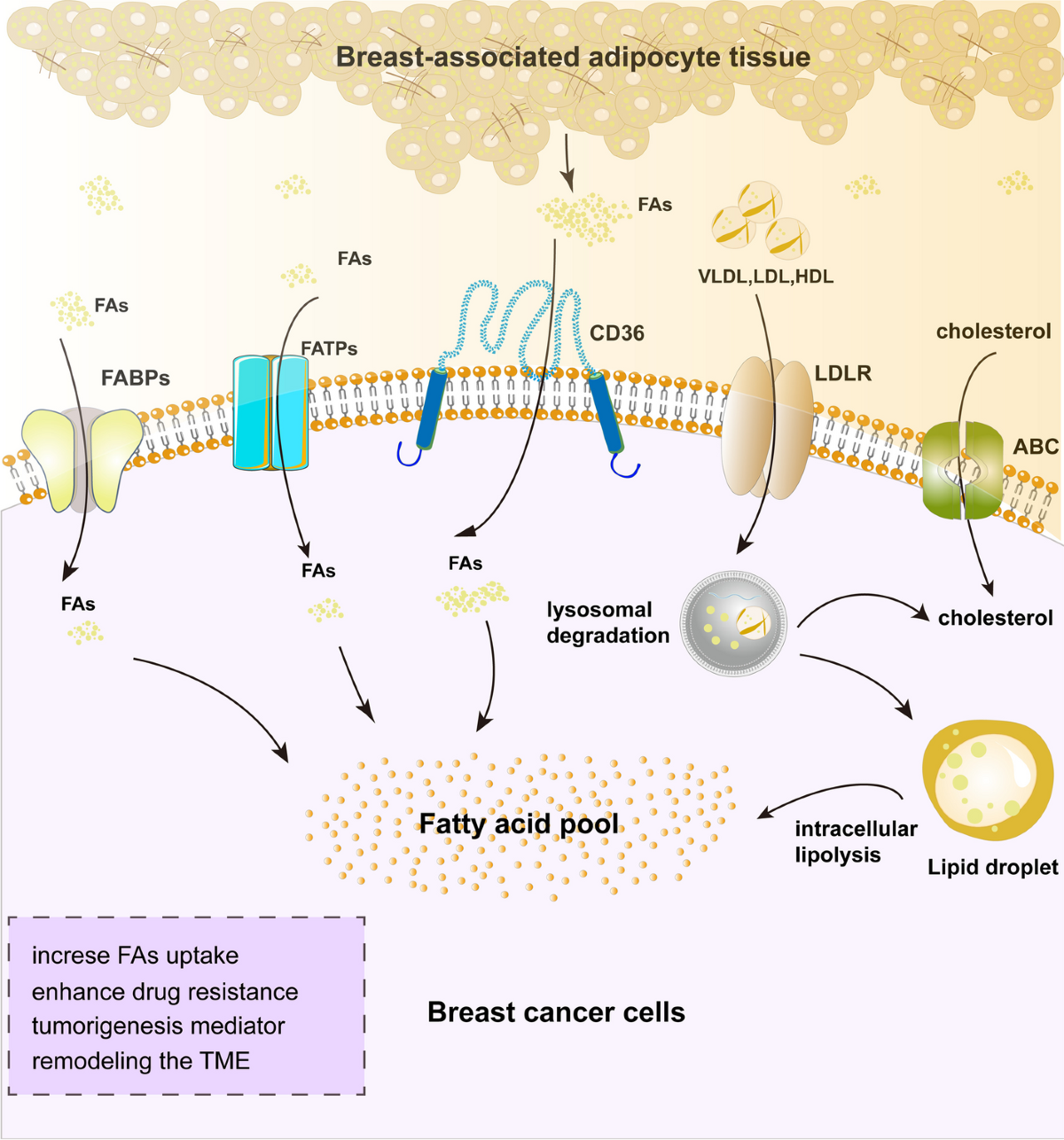Lipid metabolic reprograming: the unsung hero in breast cancer progression  and tumor microenvironment | Molecular Cancer | Springer Nature Link