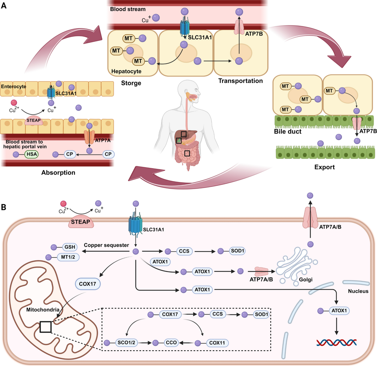 Cuproptosis in inflammation and cancer: molecular mechanisms and therapeutic targets | Molecular Cancer