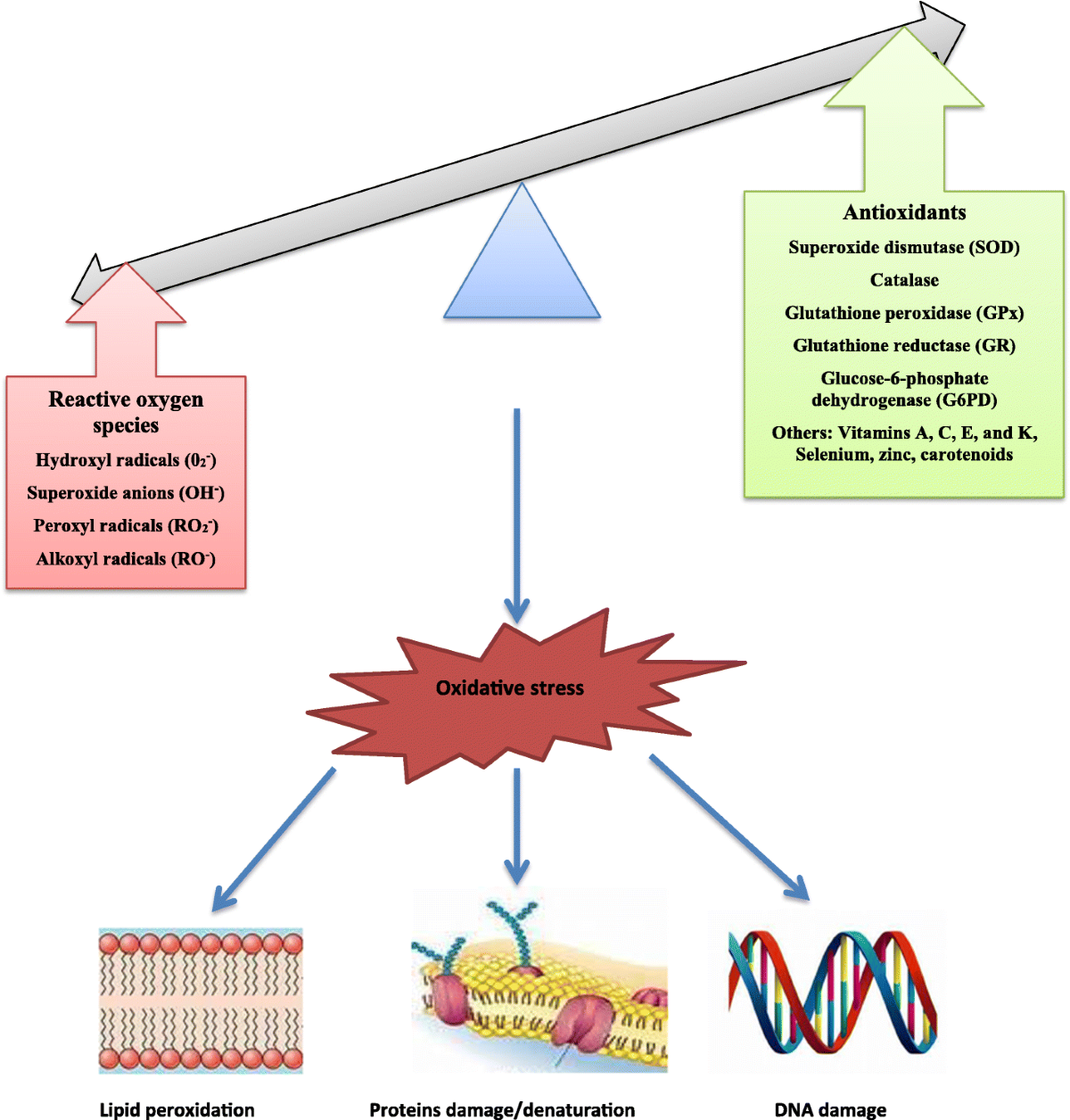 The impact of reactive oxygen species in the development of cardiometabolic  disorders: a review | Lipids in Health and Disease | Springer Nature Link