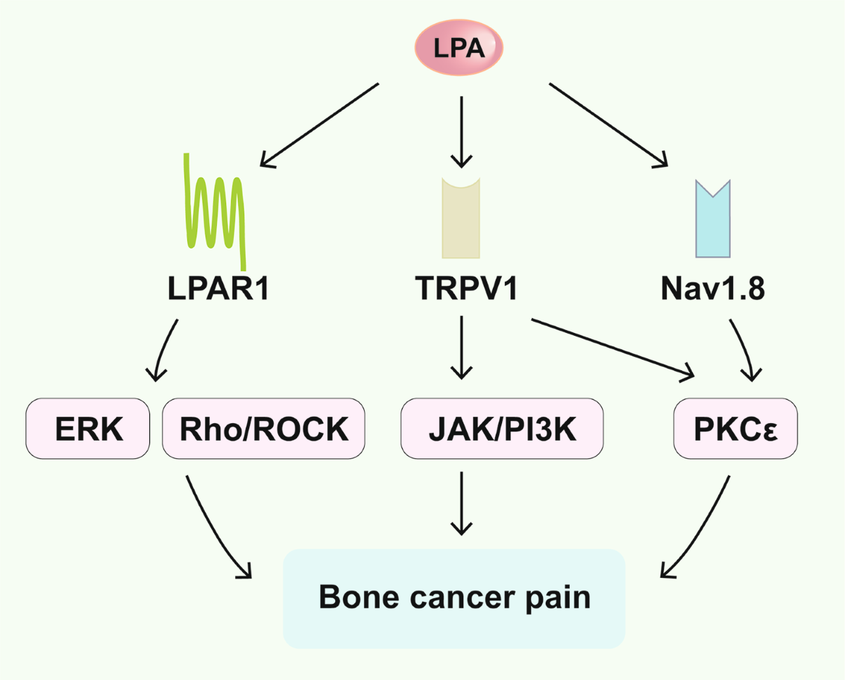 Unveiling the therapeutic promise: exploring Lysophosphatidic Acid (LPA) signaling in malignant bone tumors for novel cancer treatments | Lipids in Health and Disease | Full Text unveiling-the-therapeutic-promise-exploring-lysophosphatidic-acid-lpa-signaling-in-malignant-bone-tumors-for-novel-cancer-treatments-lipids-in-health-and-disease-full-text