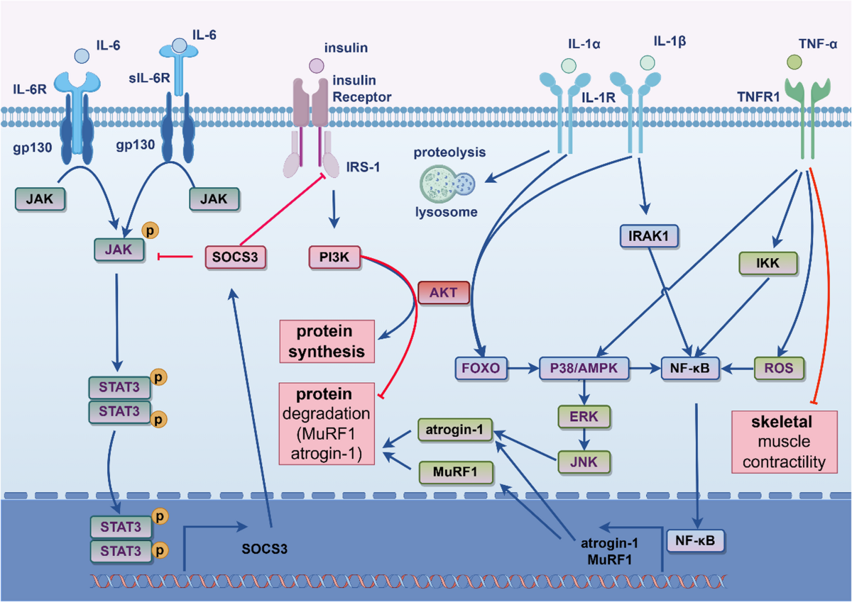 glutathione and diabetes type 2 Glutathione for Type 2 Diabetes: How It Restores Immunity
