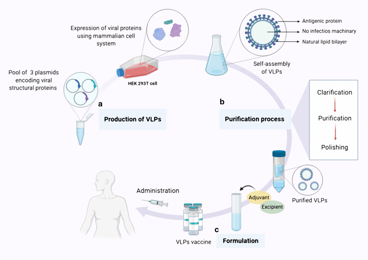 Virus-like particles: preparation, immunogenicity and their roles as nanovaccines and drug nanocarriers | Journal of Nanobiotechnology | Full Text