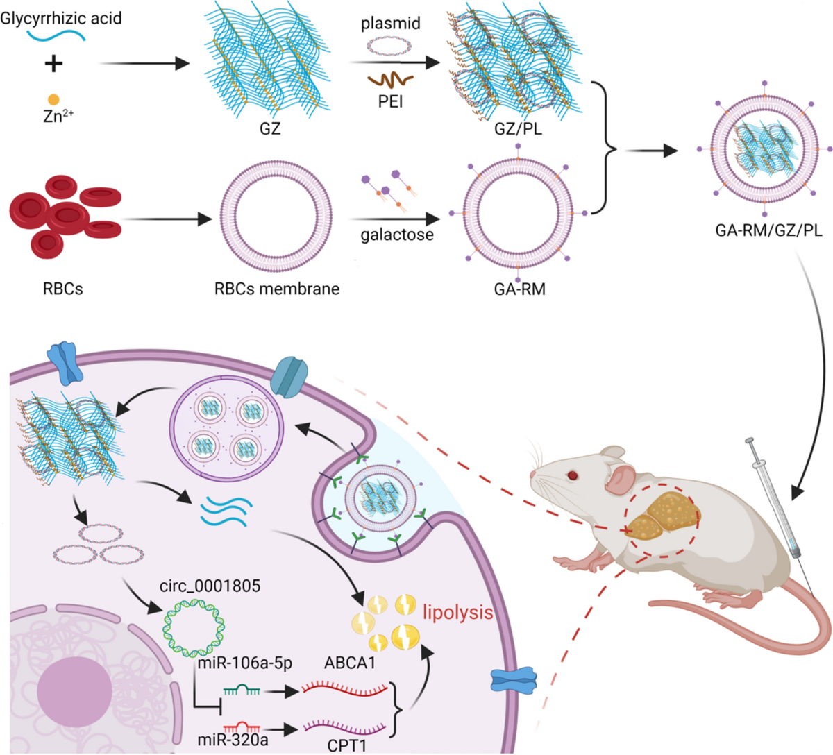 A nanodrug system overexpressed circRNA_0001805 alleviates nonalcoholic  fatty liver disease via miR-106a-5p/miR-320a and ABCA1/CPT1 axis | Journal  of Nanobiotechnology | Springer Nature Link