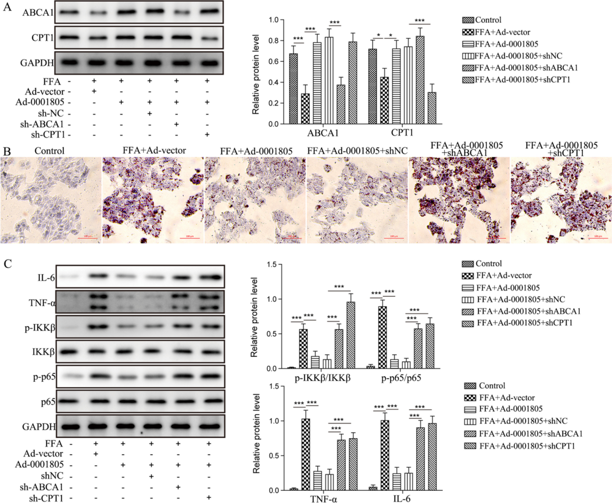 A nanodrug system overexpressed circRNA_0001805 alleviates nonalcoholic  fatty liver disease via miR-106a-5p/miR-320a and ABCA1/CPT1 axis | Journal  of Nanobiotechnology | Springer Nature Link