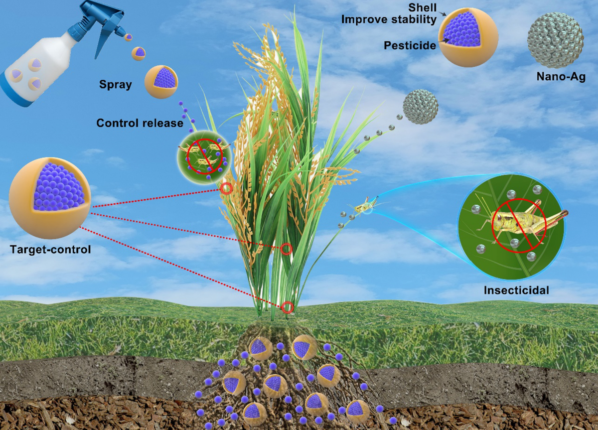 Tea Seed Meal manufacturer Tea Seed Meal manufacturer