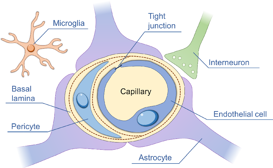 Overcoming the blood–brain barrier for the therapy of malignant brain  tumor: current status and prospects of drug delivery approaches | Journal  of Nanobiotechnology