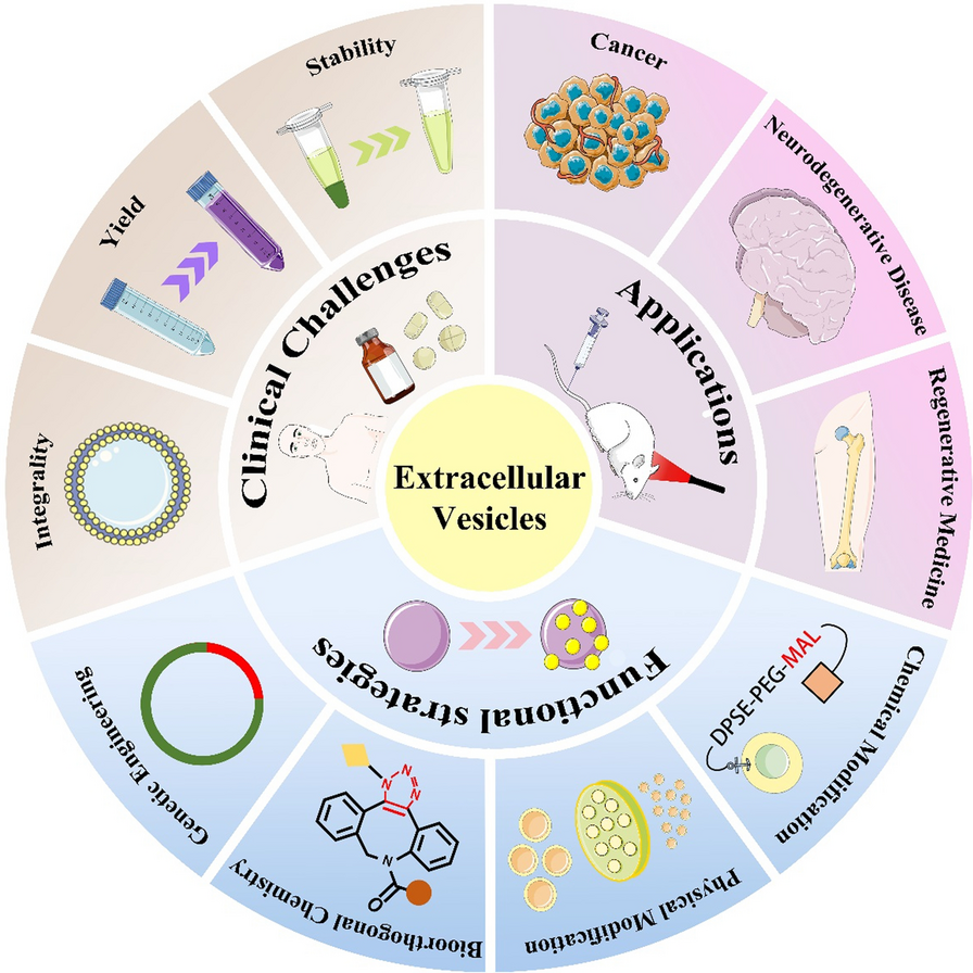 Extracellular vesicles: a rising star for therapeutics and drug delivery