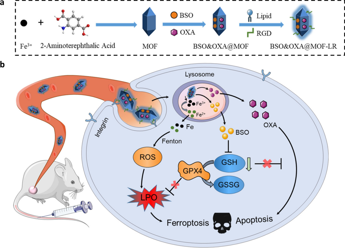 bso glutathione Iron-based metal-organic framework co-loaded with buthionine sulfoximine  and oxaliplatin for enhanced cancer chemo-ferrotherapy via sustainable  glutathione elimination | Journal of Nanobiotechnology