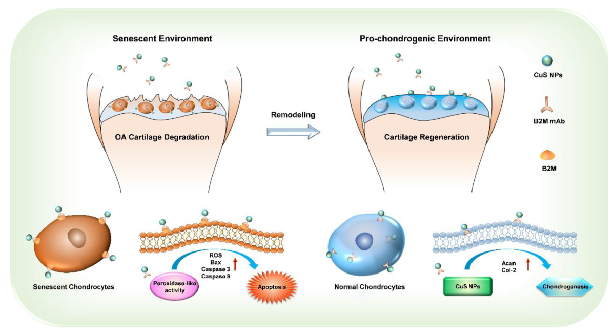 ghk-cu cartilage regeneration Conversion of senescent cartilage into a pro-chondrogenic microenvironment  with antibody-functionalized copper sulfate nanoparticles for efficient  osteoarthritis therapy | Journal of Nanobiotechnology