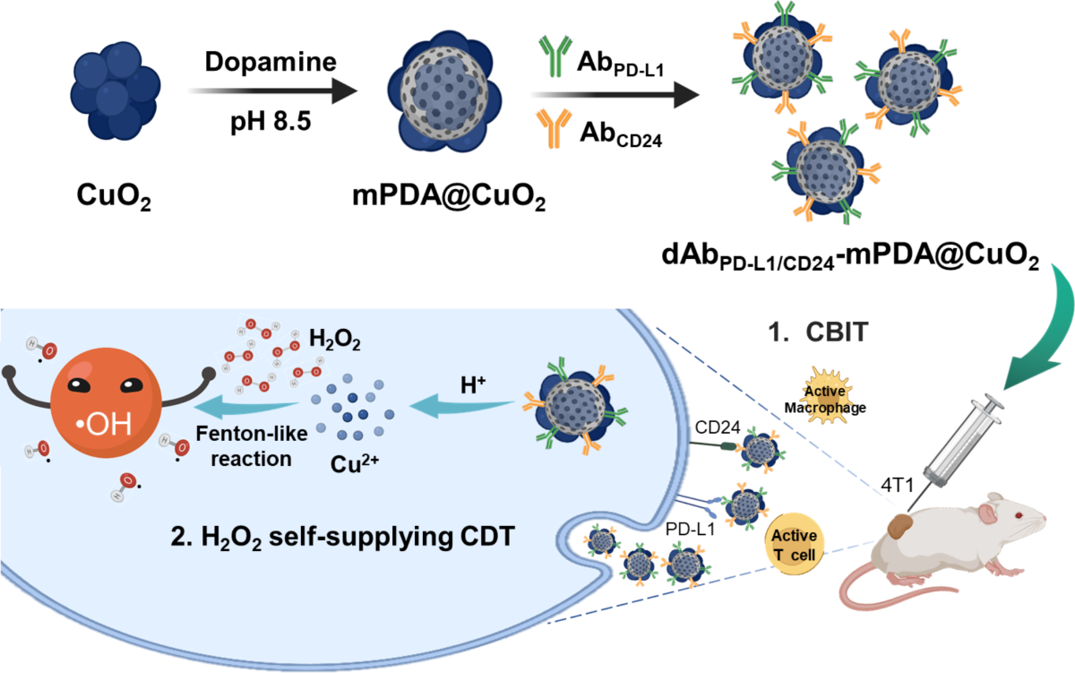 Dual antibody-aided mesoporous nanoreactor for H2O2 self-supplying  chemodynamic therapy and checkpoint blockade immunotherapy in  triple-negative breast cancer | Journal of Nanobiotechnology | Full Text