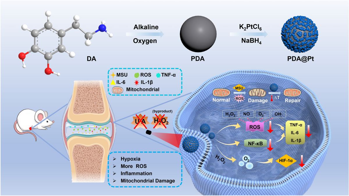 does glutathione increase uric acid Glutathione-Mediated Neuroprotective Effect of Purine Derivatives main image 1