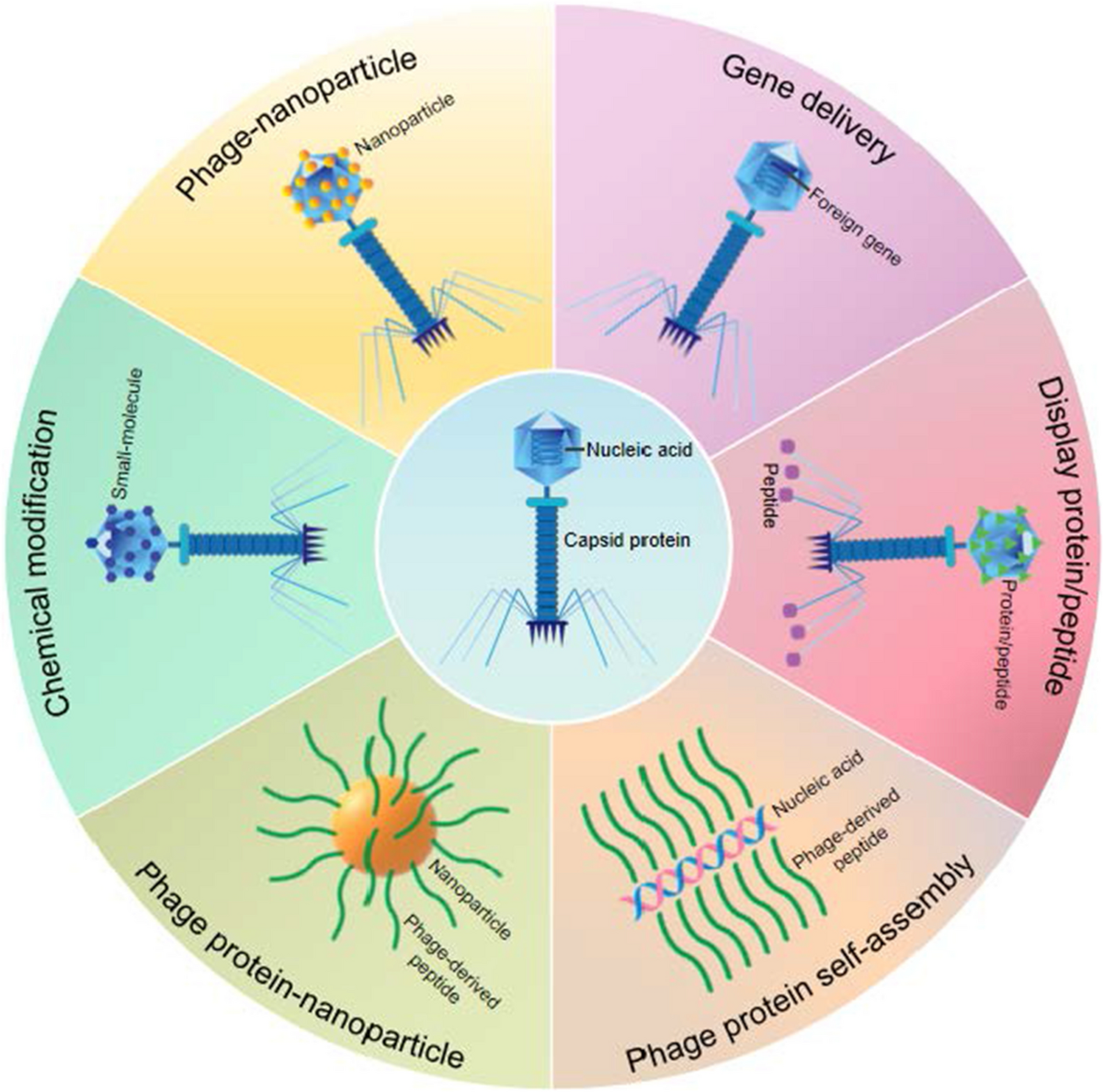 12chan.org:8081 naked b Phage-based delivery systems: engineering, applications, and challenges in  nanomedicines | Journal of Nanobiotechnology | Full Text