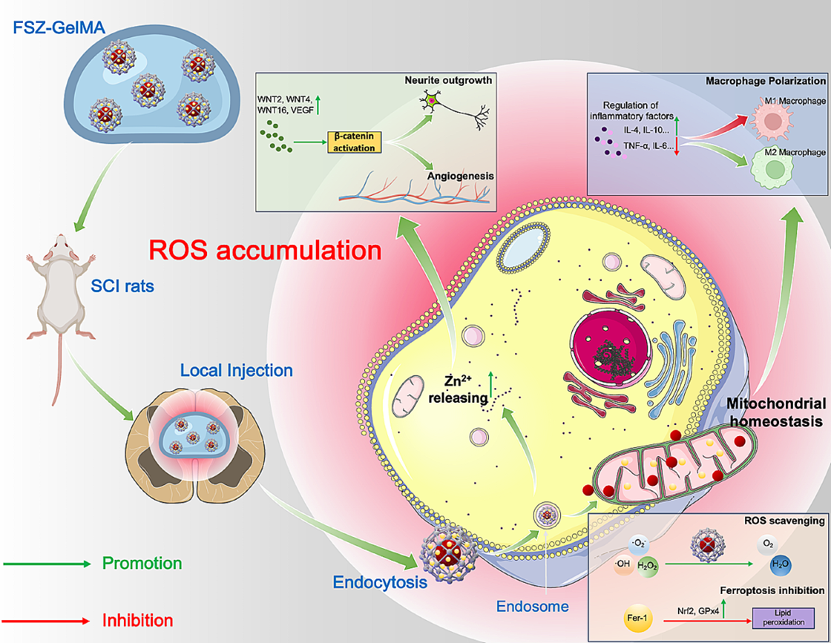 glutathione nerve repair Radiation Injury Therapy Support for Nerve Function and Repair