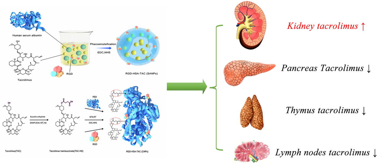 RGD-HSA-TAC nanoparticles targeted delivery of tacrolimus and attenuation of podocyte injury in diabetic kidney disease | Journal of Nanobiotechnology | Springer Nature Link RGD-HSA-TAC nanoparticles targeted delivery of tacrolimus and attenuation of podocyte injury in diabetic kidney disease | Journal of Nanobiotechnology | Springer Nature Link